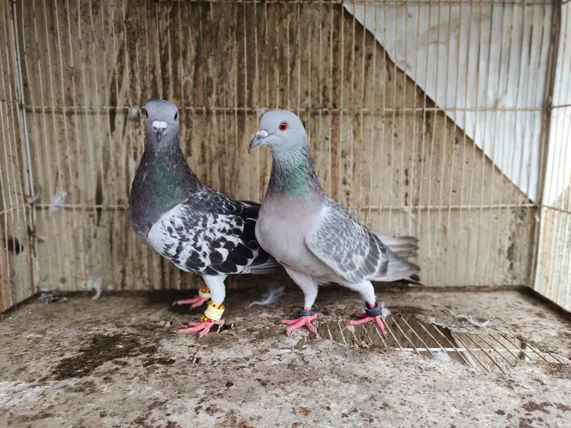 chitta Bhabra Pair | Kala Pates | Kala Khal pigeon kabutar kabotar — photo 3