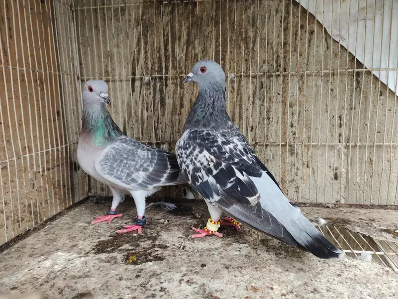 chitta Bhabra Pair | Kala Pates | Kala Khal pigeon kabutar kabotar — photo 4