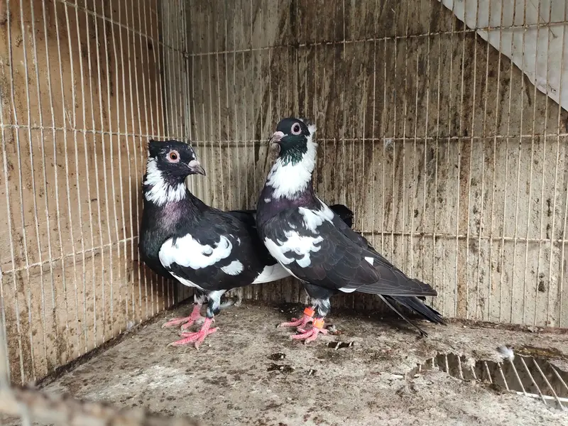 chitta Bhabra Pair | Kala Pates | Kala Khal pigeon kabutar kabotar — photo 5