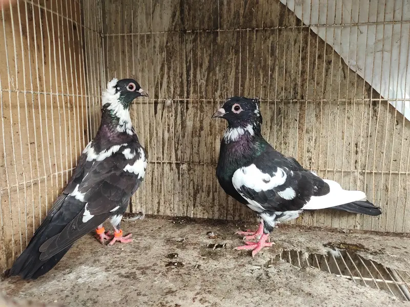 chitta Bhabra Pair | Kala Pates | Kala Khal pigeon kabutar kabotar — photo 6