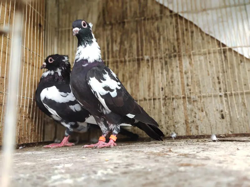chitta Bhabra Pair | Kala Pates | Kala Khal pigeon kabutar kabotar — photo 7