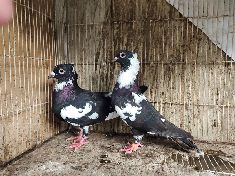 chitta Bhabra Pair | Kala Pates | Kala Khal pigeon kabutar kabotar — photo 8