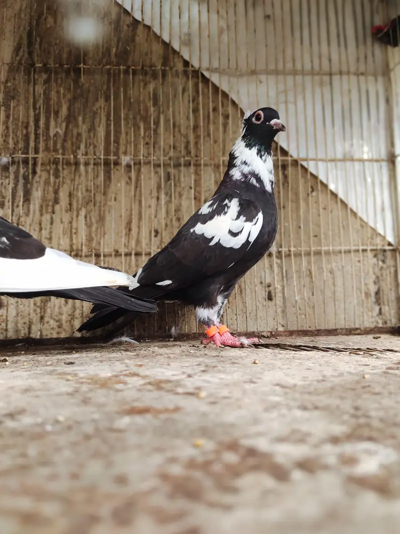 chitta Bhabra Pair | Kala Pates | Kala Khal pigeon kabutar kabotar — photo 9