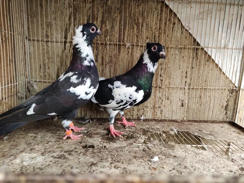 chitta Bhabra Pair | Kala Pates | Kala Khal pigeon kabutar kabotar — photo 10