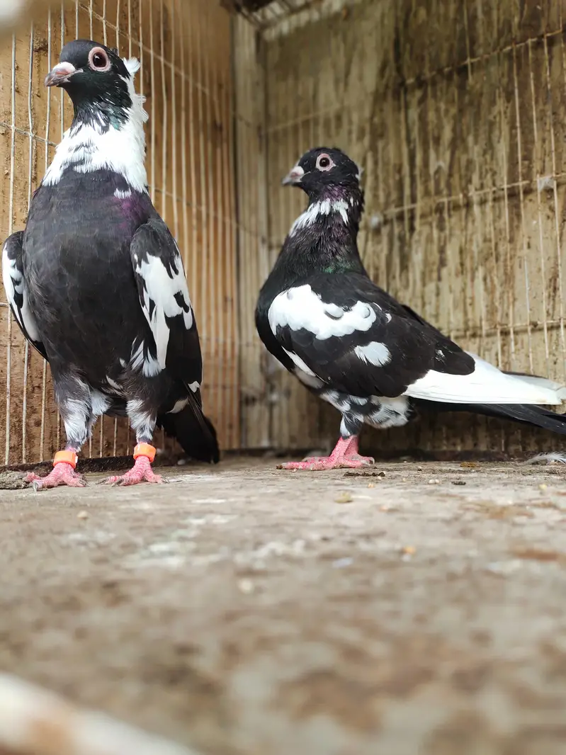 chitta Bhabra Pair | Kala Pates | Kala Khal pigeon kabutar kabotar — photo 11