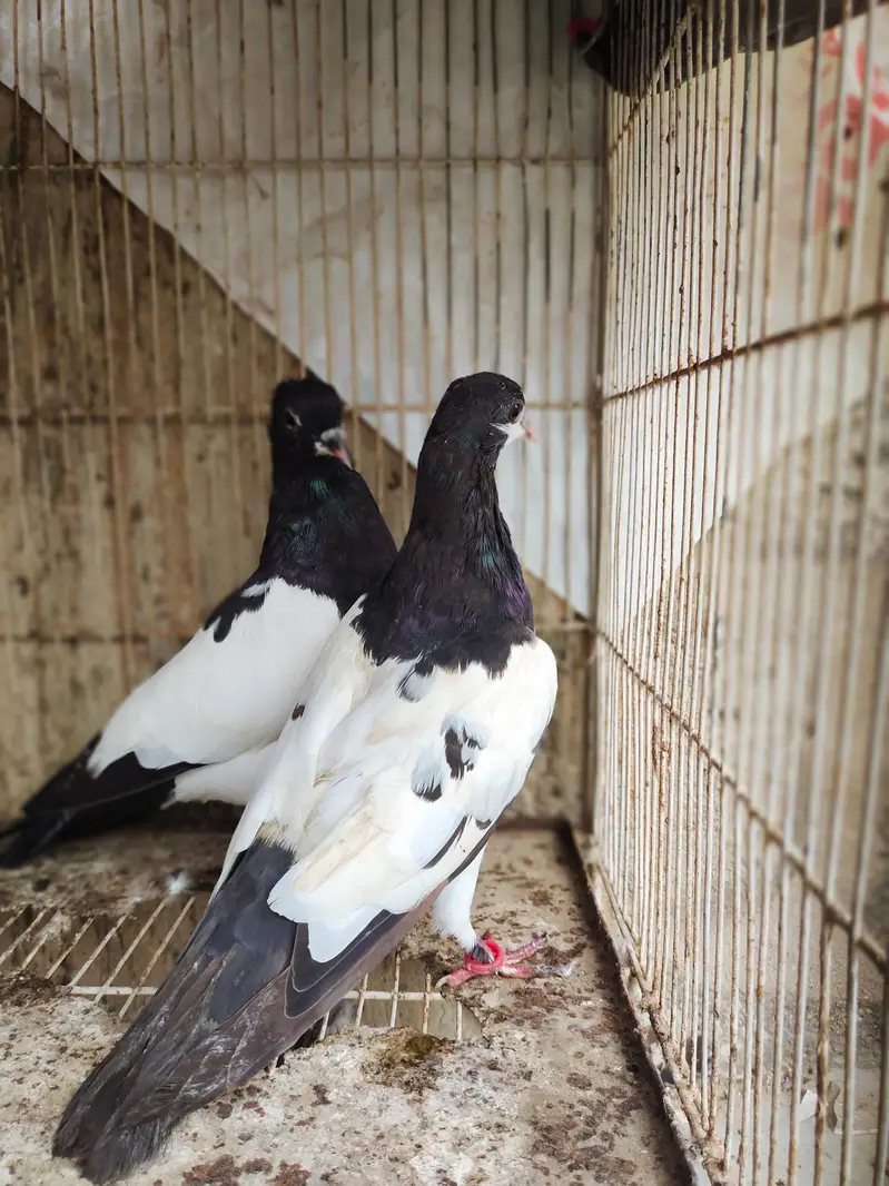 chitta Bhabra Pair | Kala Pates | Kala Khal pigeon kabutar kabotar — photo 12