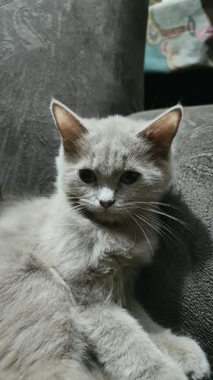 persian cat | doll face | triple coated | female — photo 2