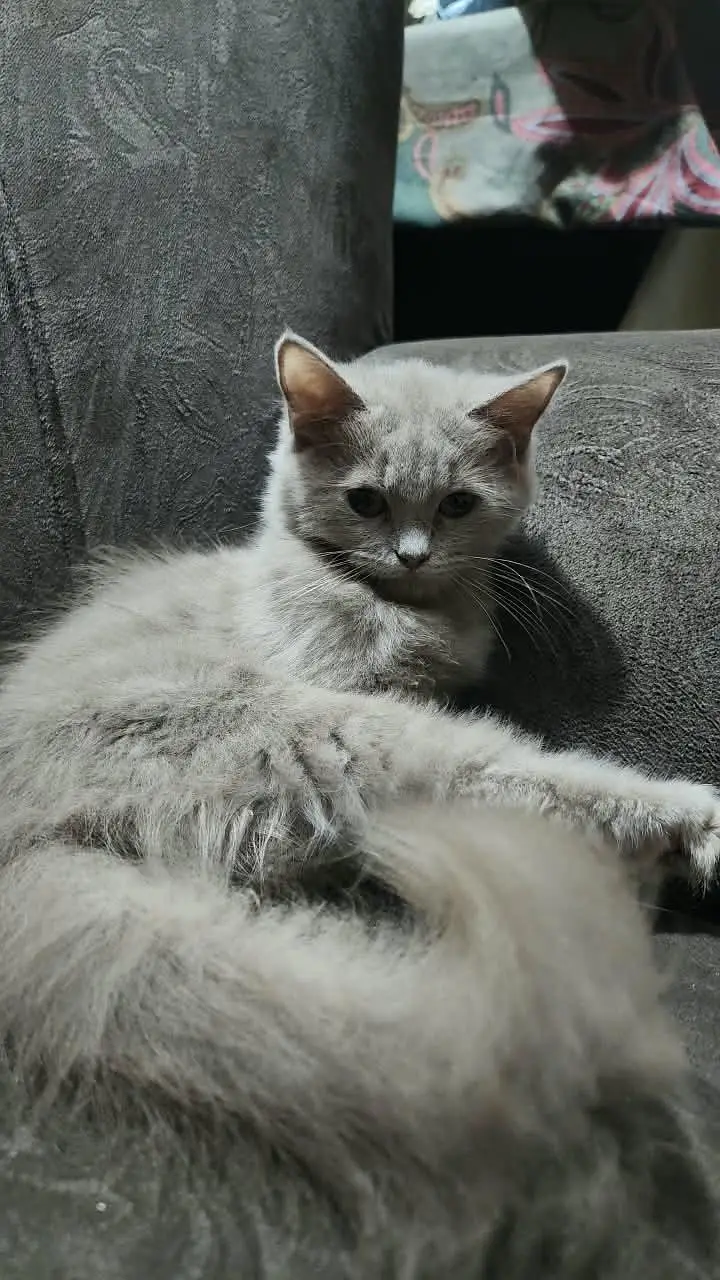 persian cat | doll face | triple coated | female — photo 3