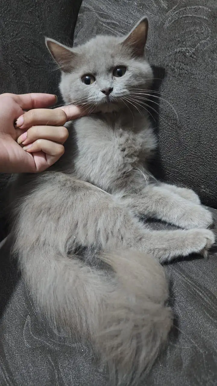 persian cat | doll face | triple coated | female — photo 5