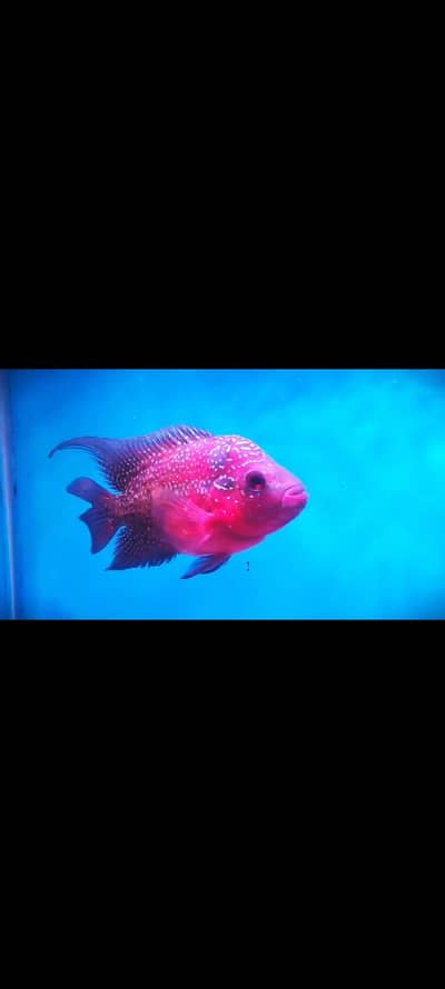 Flowerhorn