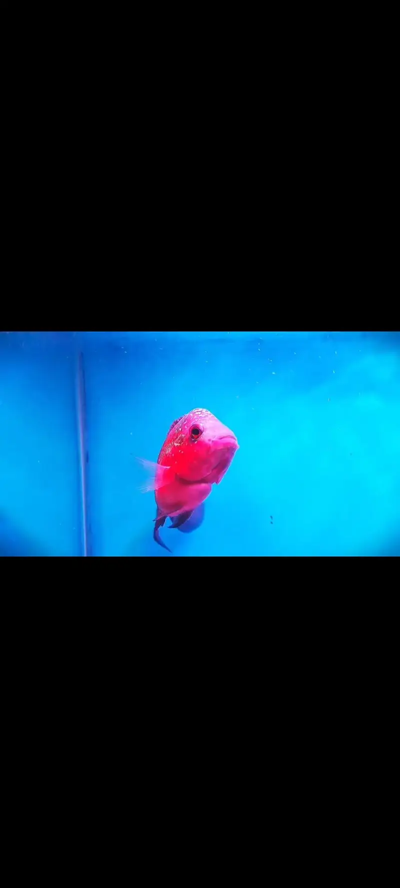 Flowerhorn — photo 2