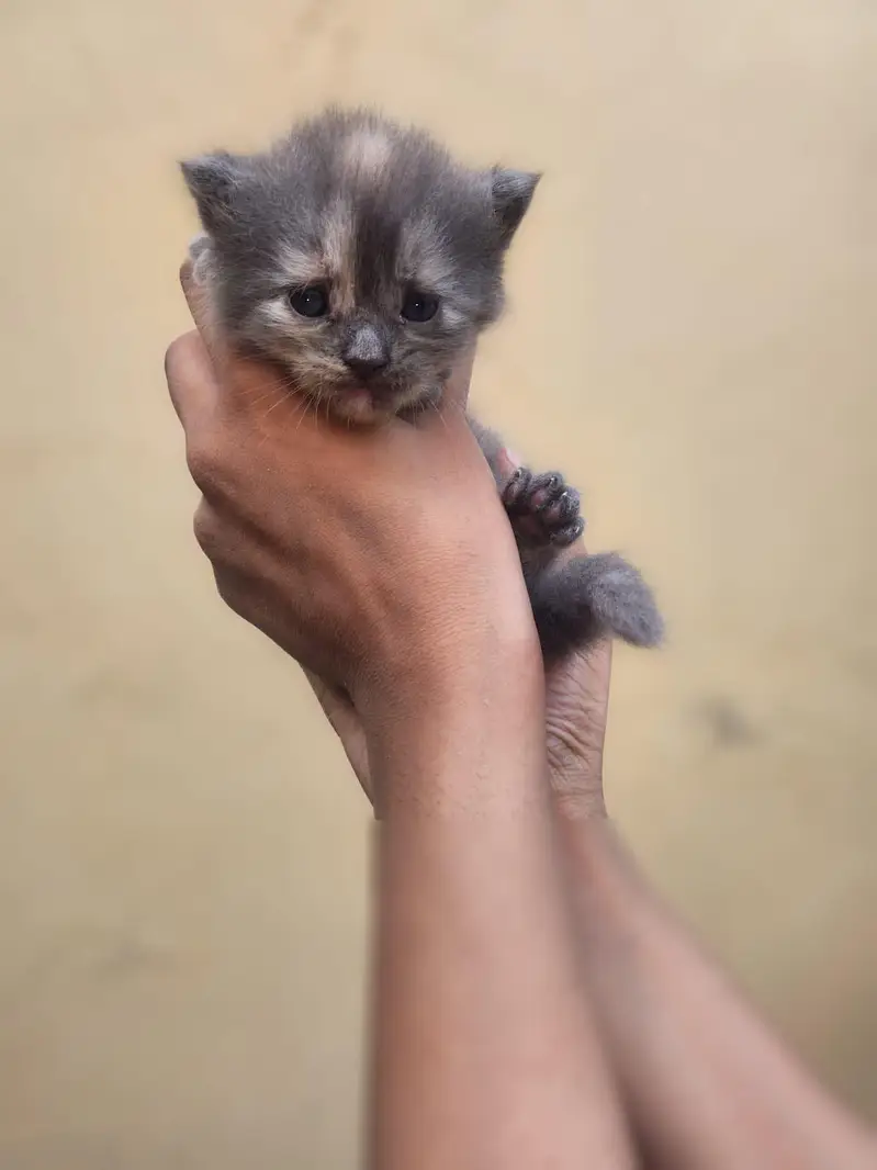 persian kittens available for sale — photo 2
