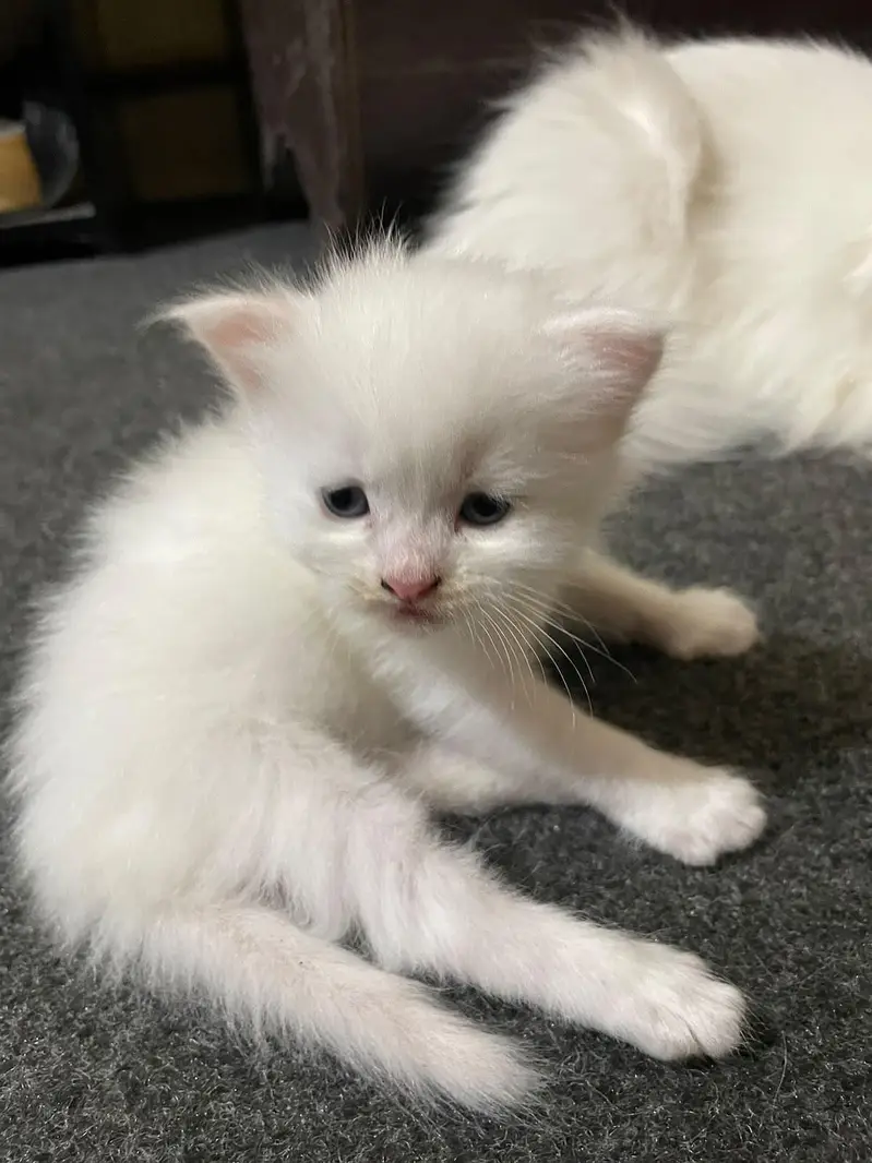 persian kittens available for sale — photo 3
