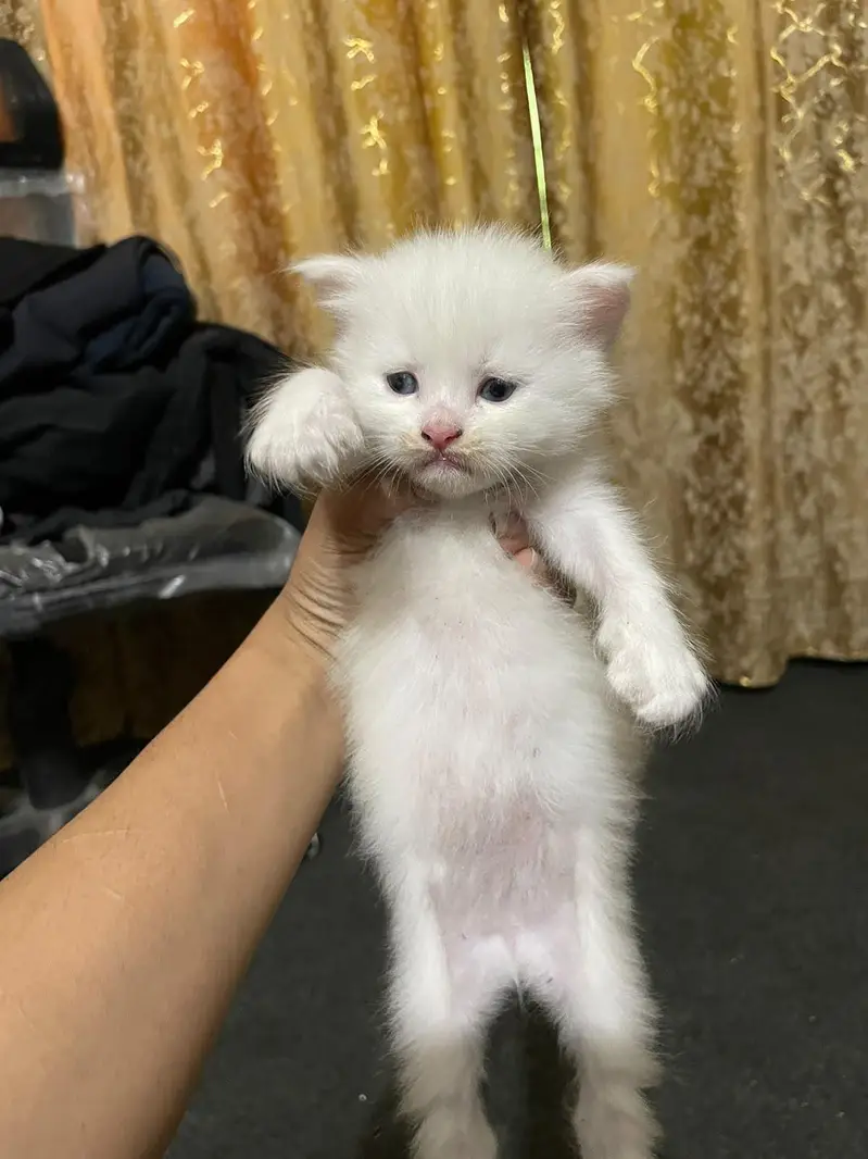 persian kittens available for sale — photo 4