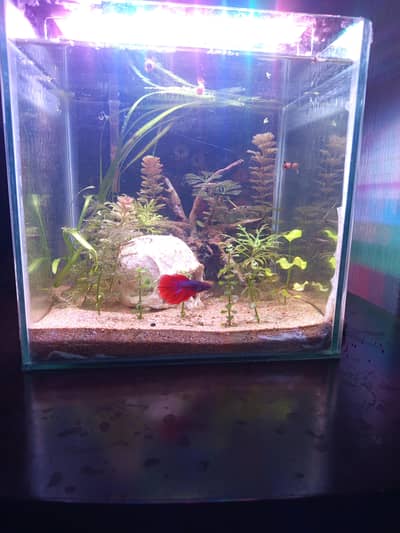 planted aquarium with Betta fish