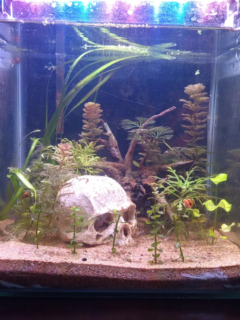 planted aquarium with Betta fish — photo 2