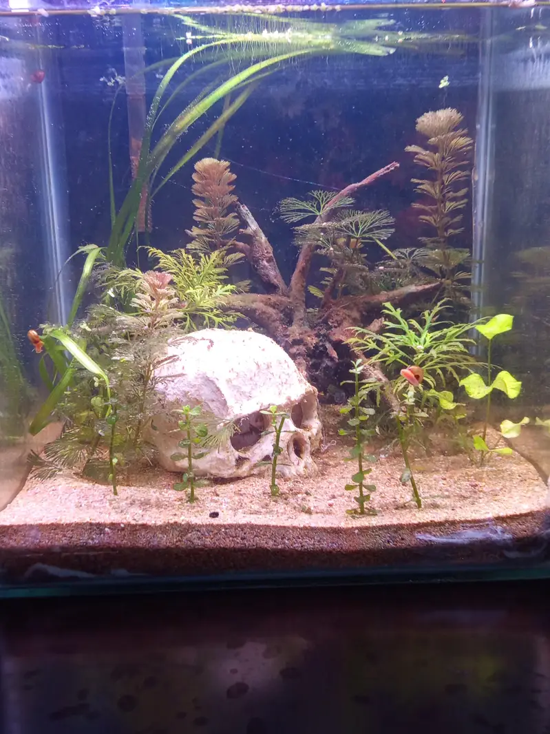 planted aquarium with Betta fish — photo 3