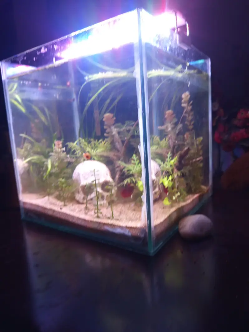 planted aquarium with Betta fish — photo 4