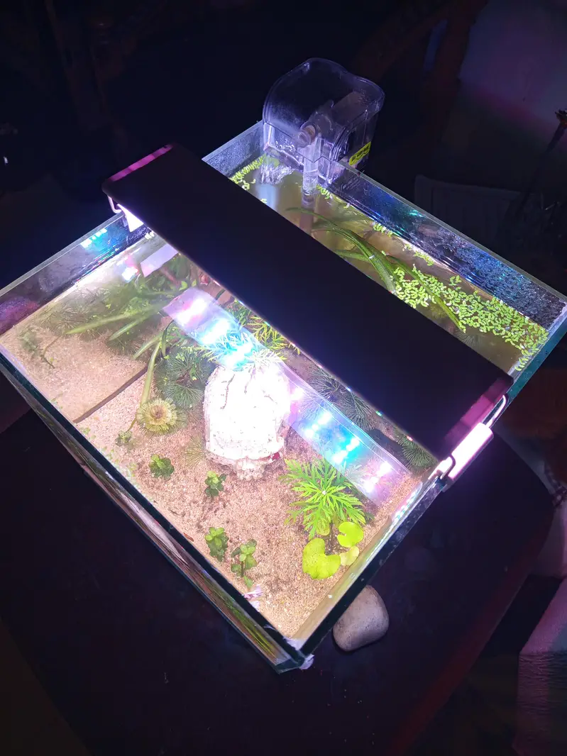 planted aquarium with Betta fish — photo 5