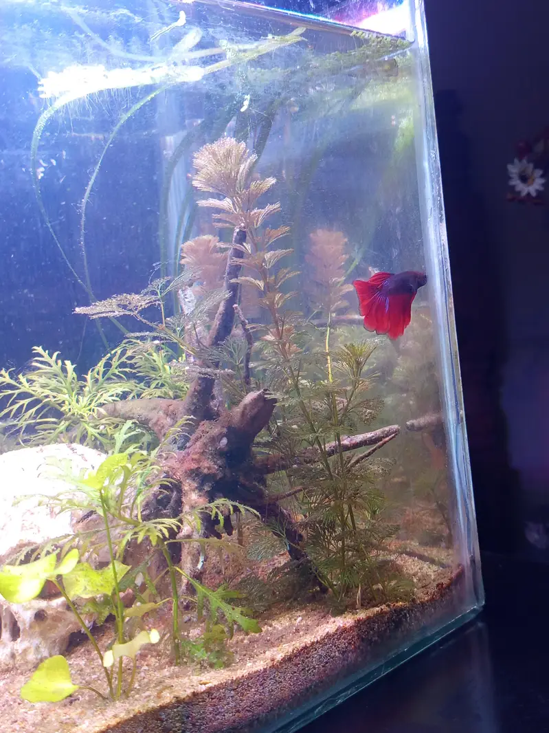 planted aquarium with Betta fish — photo 6