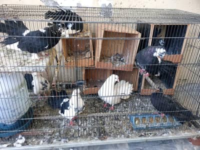 Healty Lucky Breeder Pigeons with Cage Sale