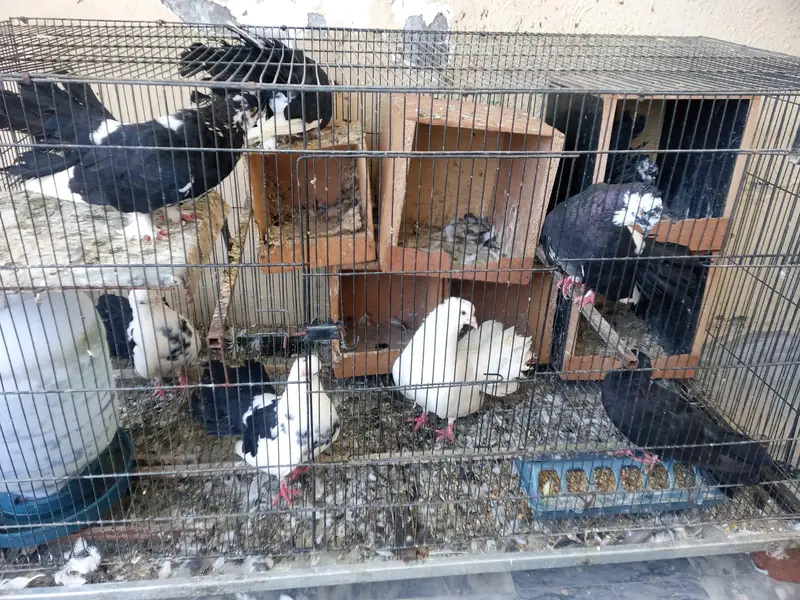 Healty Lucky Breeder Pigeons with Cage Sale