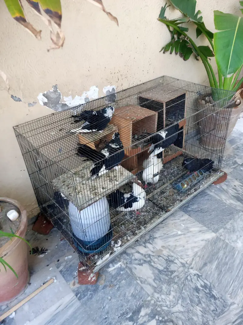 Healty Lucky Breeder Pigeons with Cage Sale — photo 2