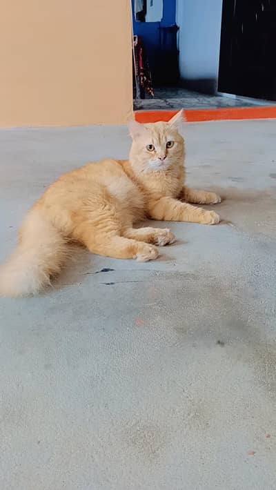 PERSIAN PAIR FOR SALE