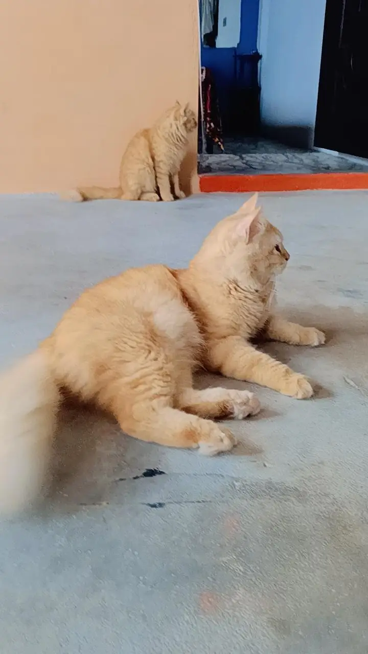PERSIAN PAIR FOR SALE — photo 3