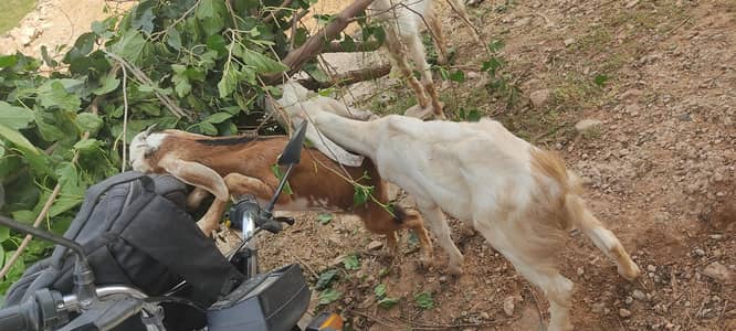 Urgent Sale 7Goats &1 beefalo