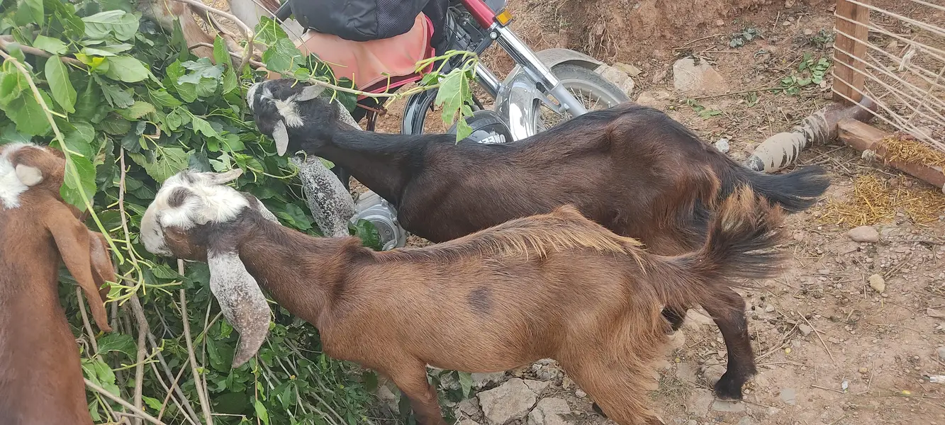 Urgent Sale 7Goats &1 beefalo — photo 2