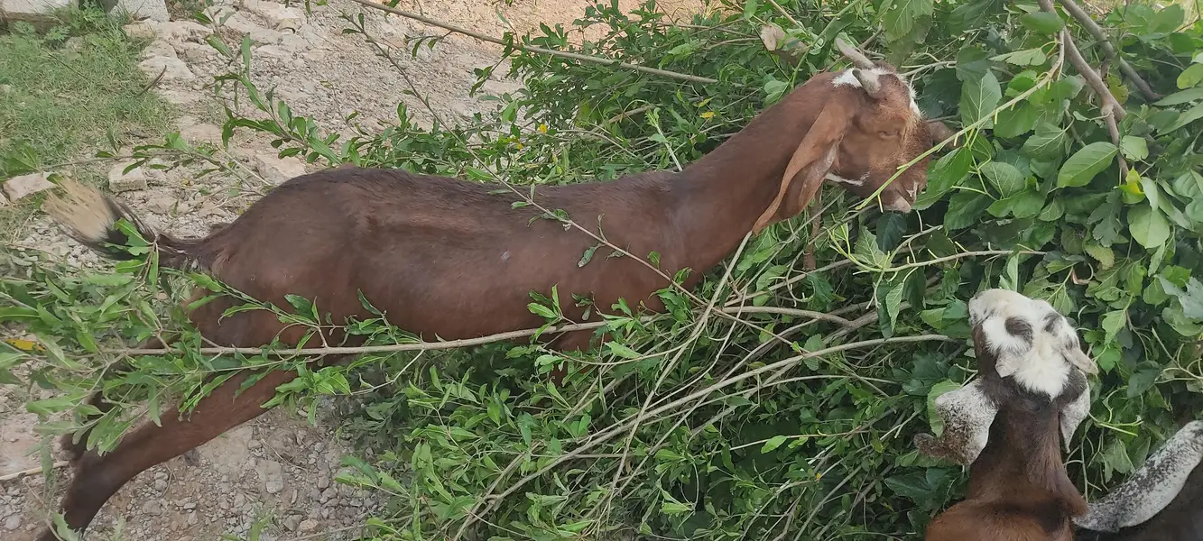 Urgent Sale 7Goats &1 beefalo — photo 3