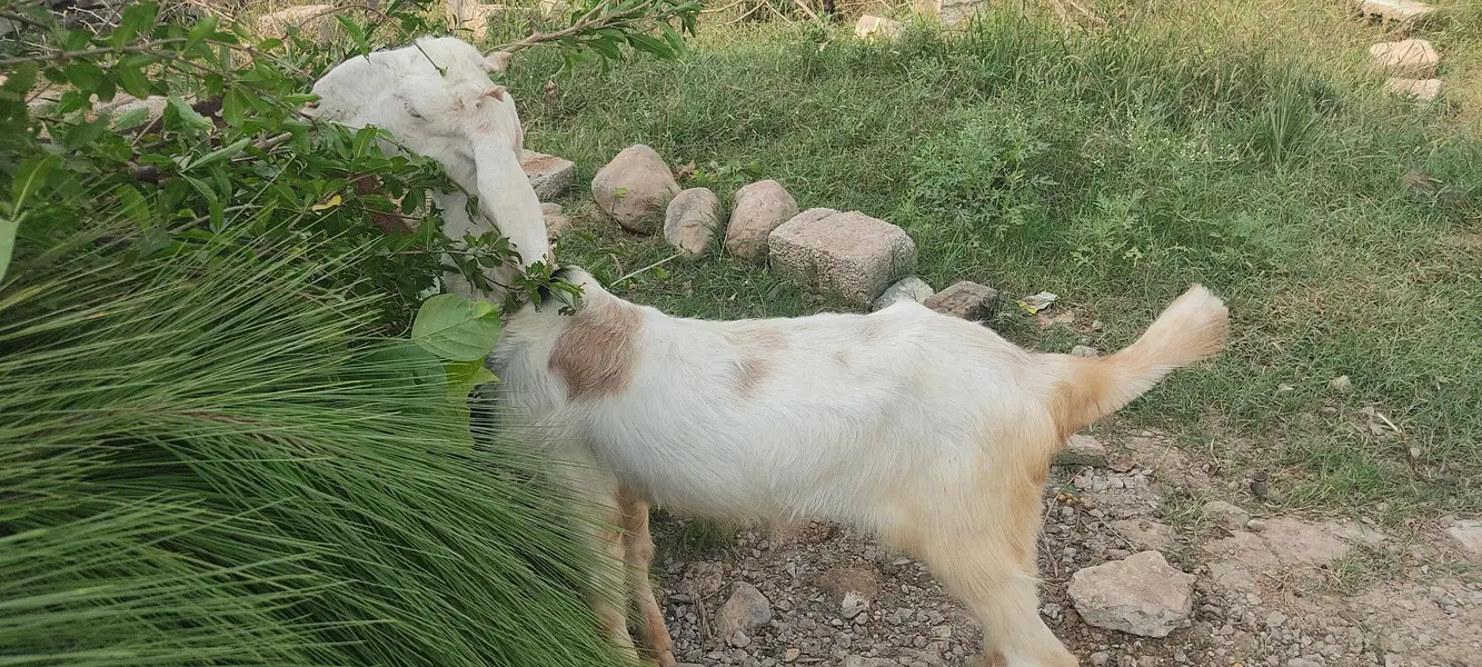 Urgent Sale 7Goats &1 beefalo — photo 4