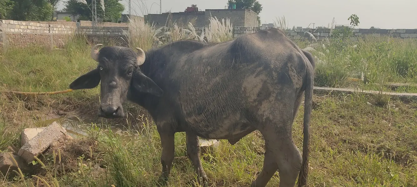 Urgent Sale 7Goats &1 beefalo — photo 5