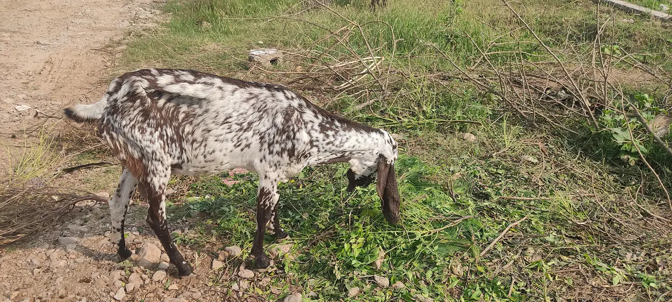 Urgent Sale 7Goats &1 beefalo — photo 6