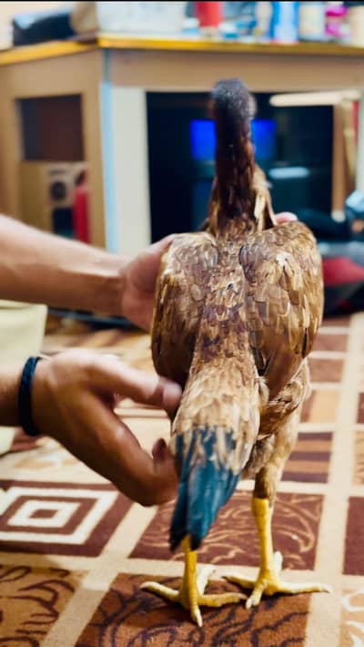 Sargodha aseel breed female