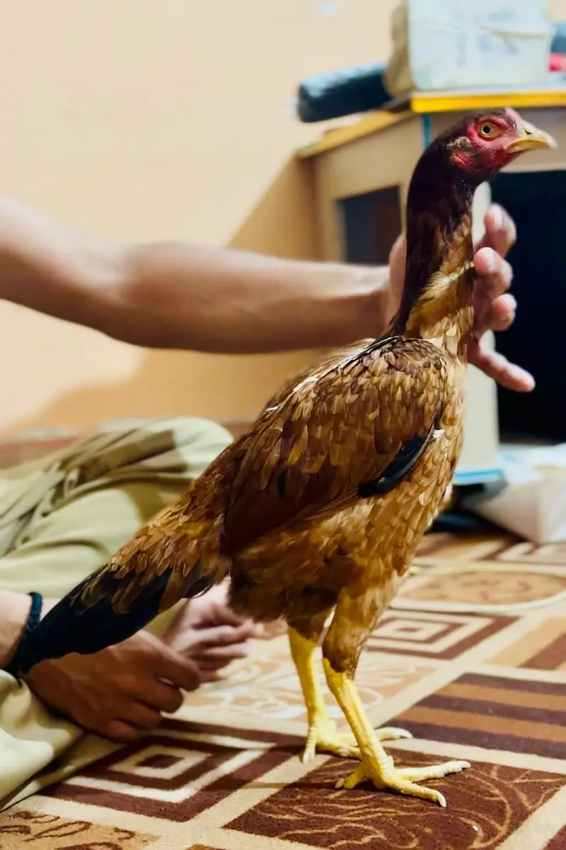 Sargodha aseel breed female — photo 2