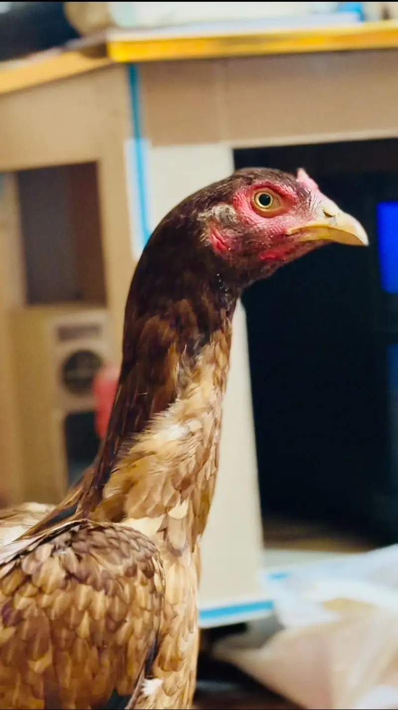 Sargodha aseel breed female — photo 3