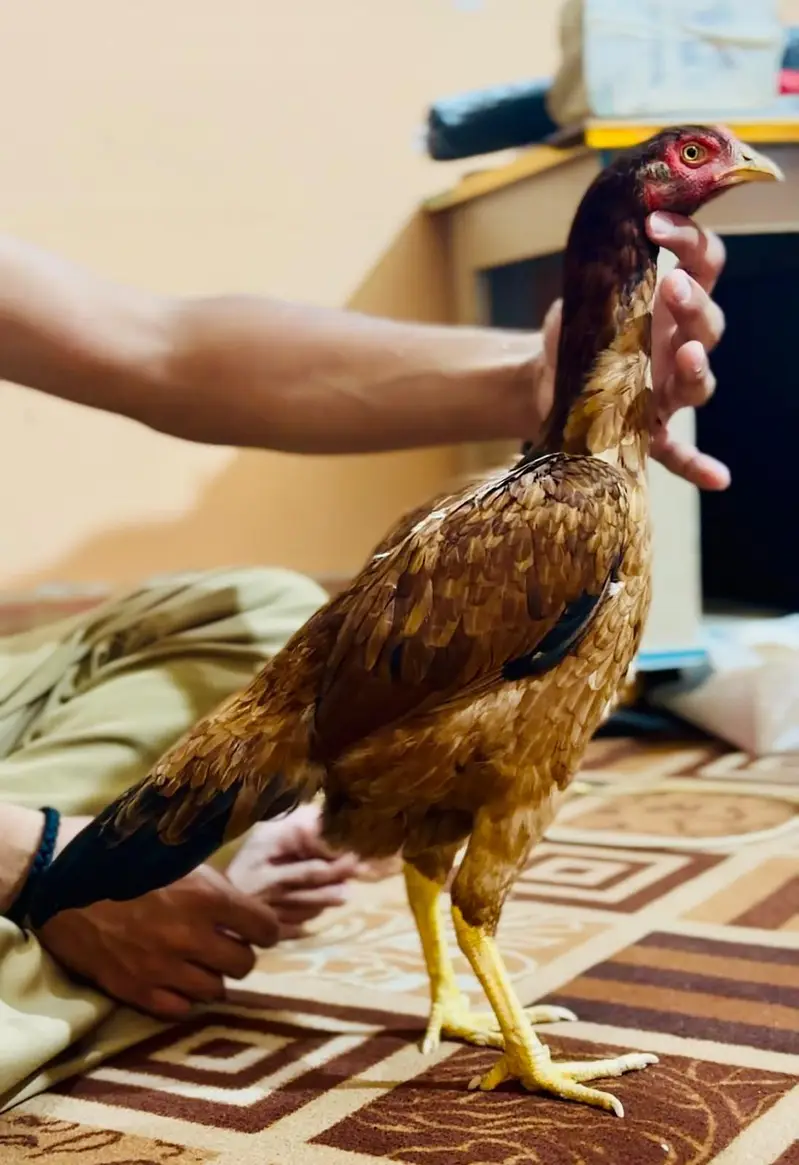 Sargodha aseel breed female — photo 4