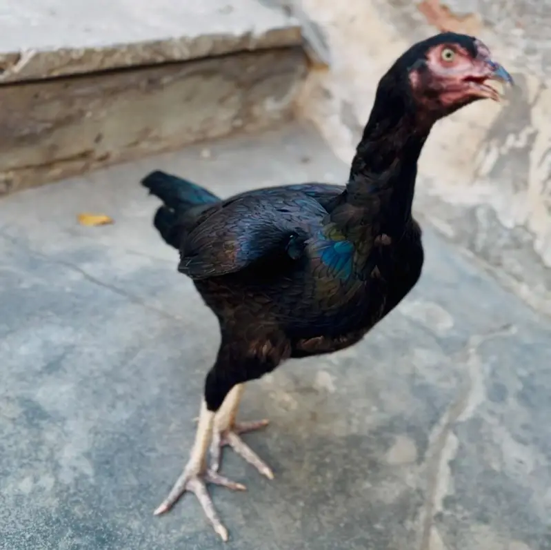 Sargodha aseel breed female — photo 5