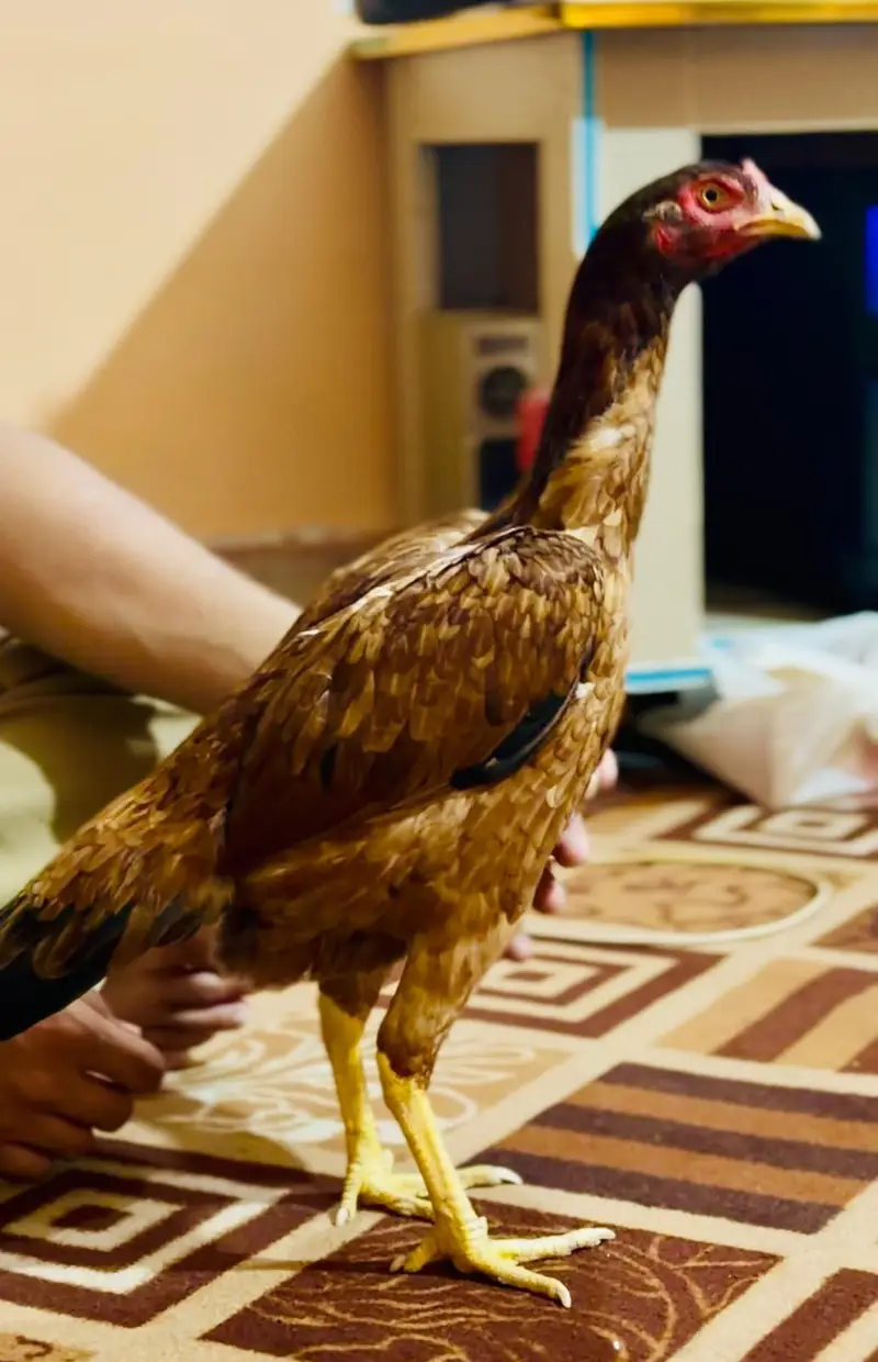 Sargodha aseel breed female — photo 6