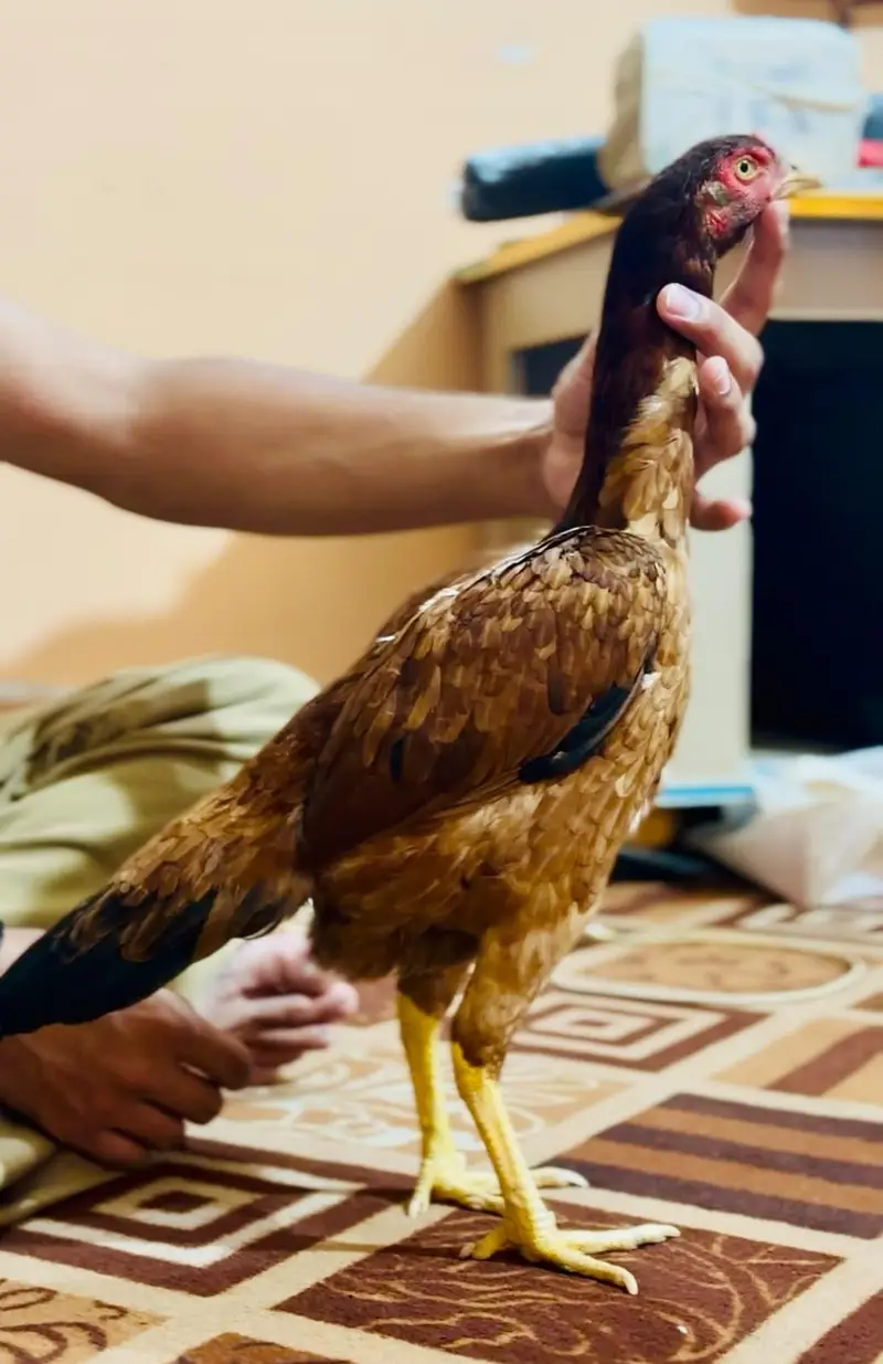 Sargodha aseel breed female — photo 7