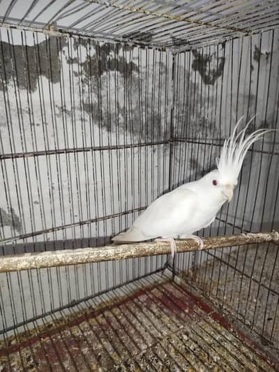 Red Eye Eno Male Breeder For Sale Quality Jumbo Size + Cocktail Chicks