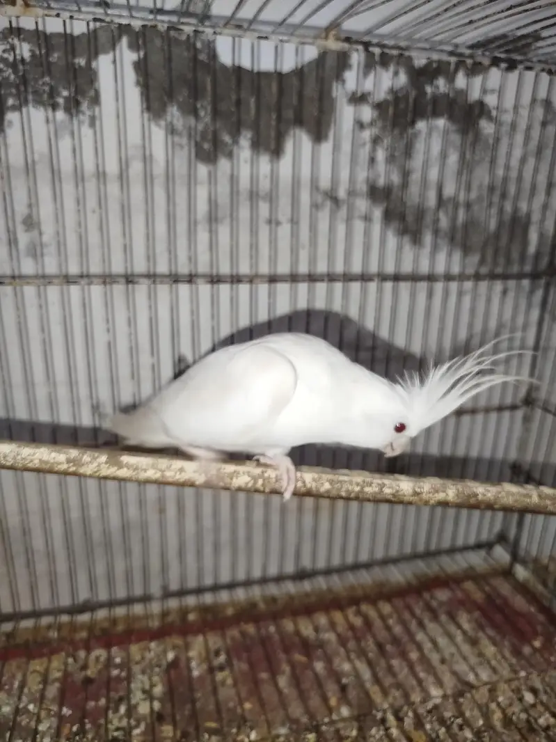 Red Eye Eno Male Breeder For Sale Quality Jumbo Size + Cocktail Chicks — photo 2