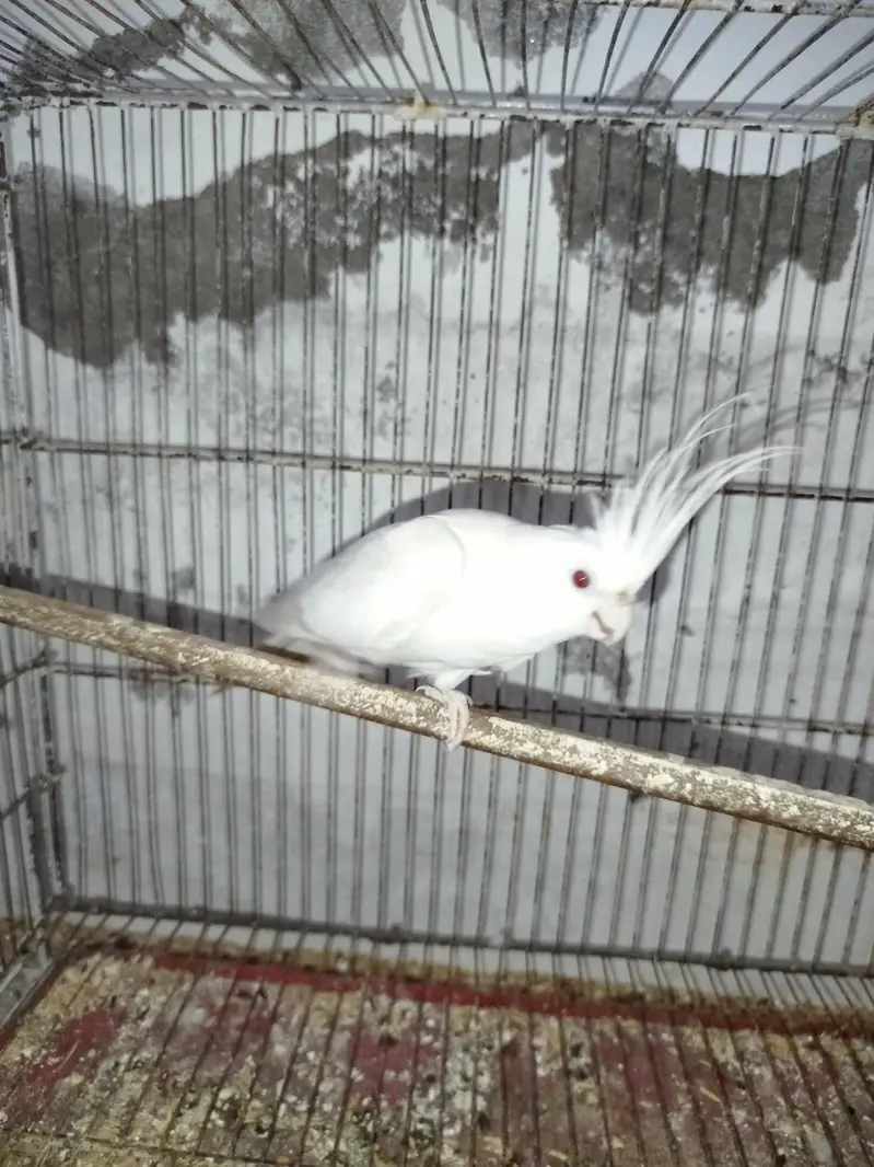 Red Eye Eno Male Breeder For Sale Quality Jumbo Size + Cocktail Chicks — photo 3