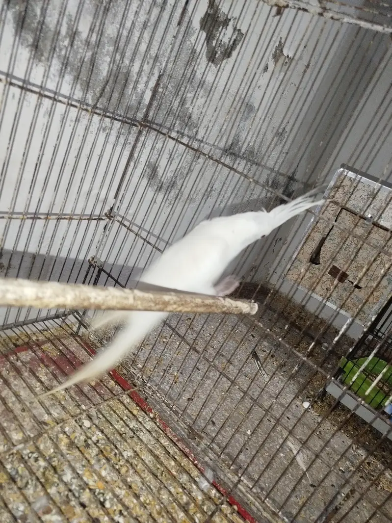 Red Eye Eno Male Breeder For Sale Quality Jumbo Size + Cocktail Chicks — photo 4