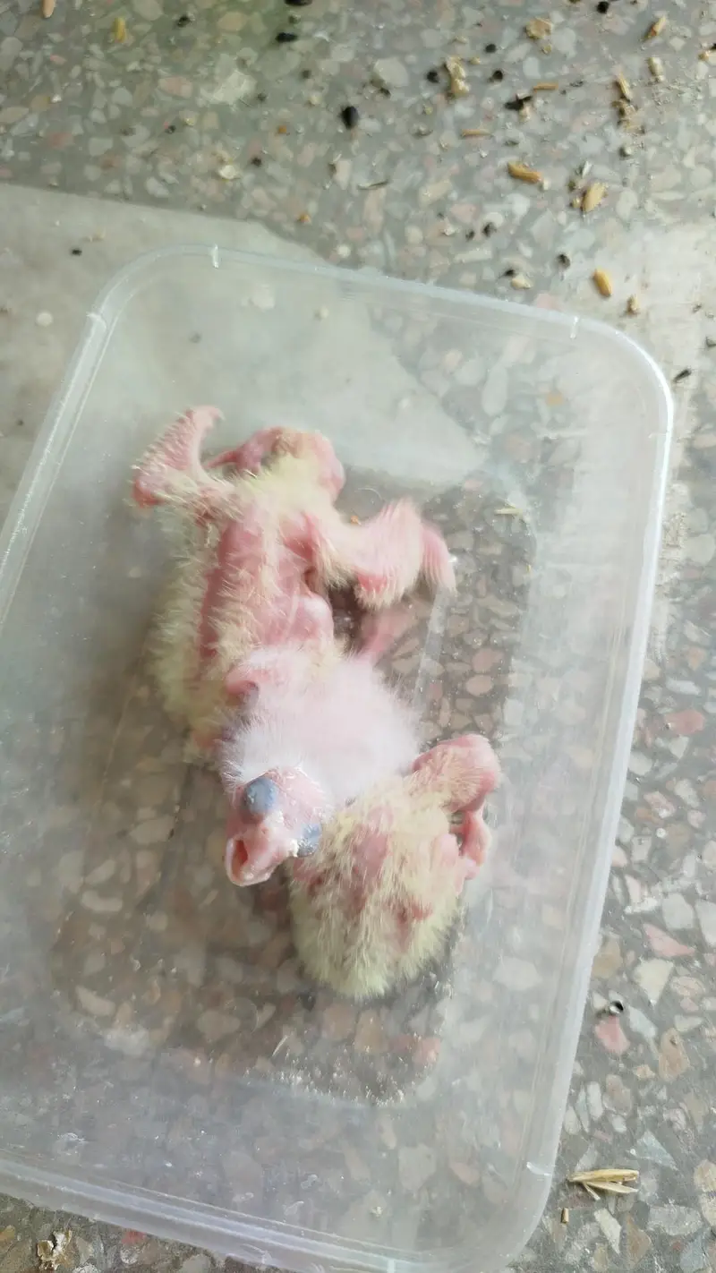 Red Eye Eno Male Breeder For Sale Quality Jumbo Size + Cocktail Chicks — photo 5