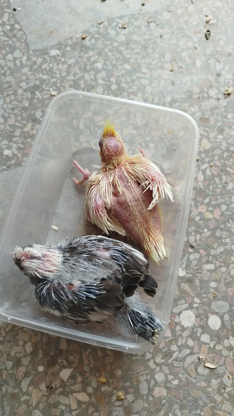Red Eye Eno Male Breeder For Sale Quality Jumbo Size + Cocktail Chicks — photo 6