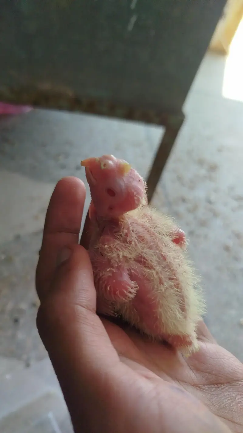 Red Eye Eno Male Breeder For Sale Quality Jumbo Size + Cocktail Chicks — photo 7