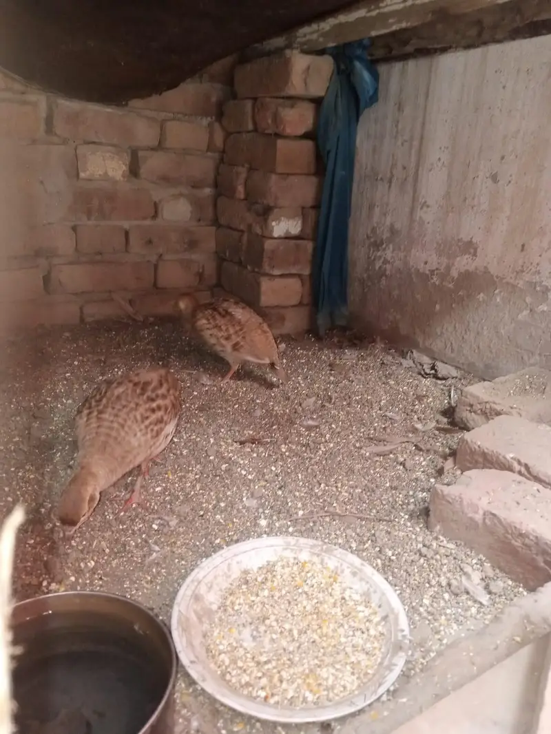 irani teetar best quality — photo 2